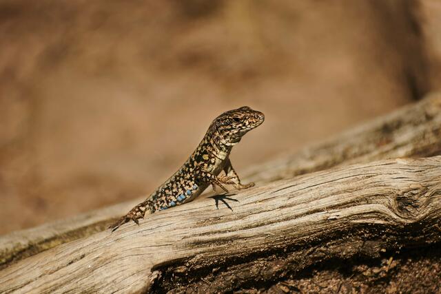 Felsenbewohner am Slevogtfelsen | Foto: Florian Bauer