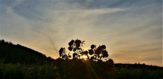 In den Weinbergen bei Wachenheim.... | Foto: Stefanie Eckfelder
