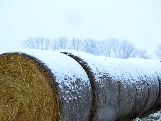Strohballen im Schnee bei Duttweiler - Winter