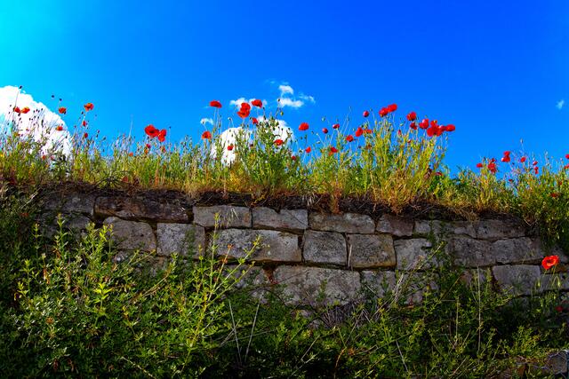 Mai 2021
Steinmauer mit Glatschmohn bei Deidesheim  | Foto: Kerstin Wolff