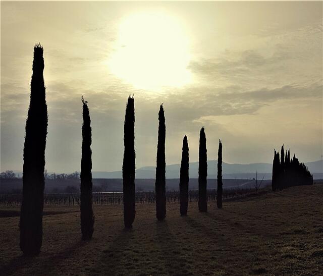 Toscana oder Pfalz ....?? .. Freinsheim... | Foto: Stefanie Eckfelder