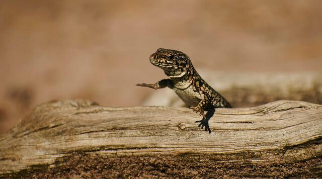 "klatschende" Eidechse am Slevogtfelsen, Sept. 21 | Foto: Florian Bauer