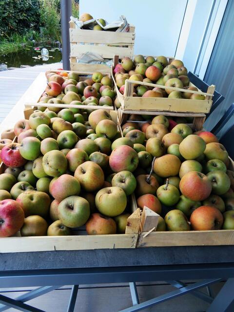 Abmarschbereit zum Verflüssigen, Melders Äpfel | Foto: Brigitte Melder