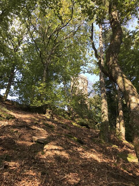 Erster Blick zum Rehbergturm | Foto: B. Bender