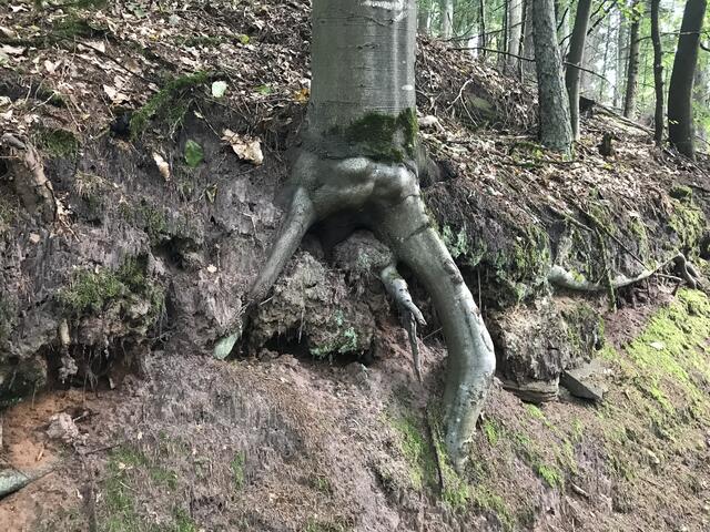 Gut verwurzelt | Foto: B. Bender