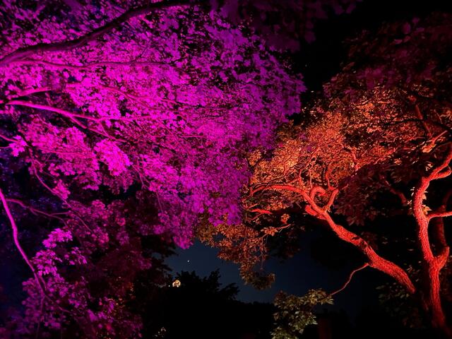Nachts verwandelte sich der Park in ein Lichtzaubermeer | Foto: Stadt Annweiler