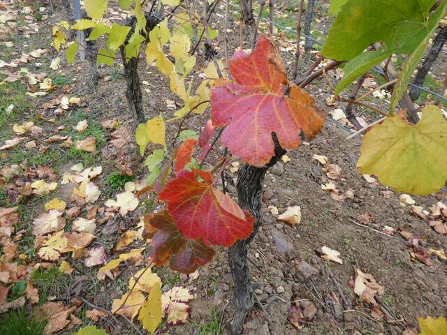 Herbstlaub