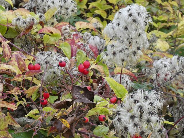 Boten des Herbstes