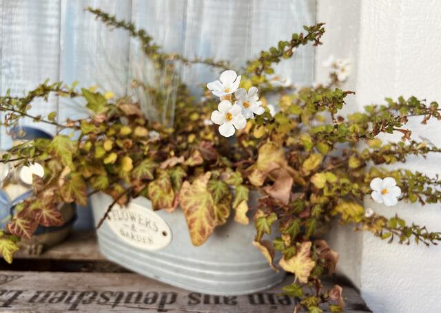 Blumige Impression aus dem Garten 😊 | Foto: Laura Braunbach