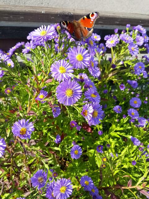 Schmetterling 🦋 du kleines Ding ... | Foto: Anja Stemler