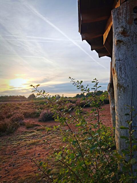 Die Heide blüht.  | Foto:  Barbara Höfert 