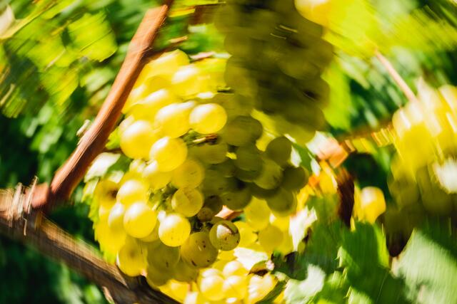 Herbst in der Pfalz: die Lese läuft ! | Foto: Photo Ulrich Mueller