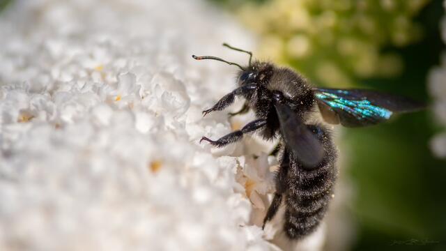 Die Blaue Holzbiene ist die größte heimische Wildbienenart. Wegen ihrer Größe wird sie häufig für eine Hummel gehalten. Die Holzbiene brummt laut, ist aber sehr friedfertig.
