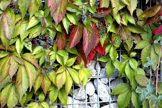 Einstimmung auf den Herbst 