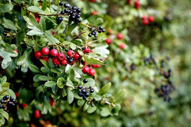 Apfelbeeren