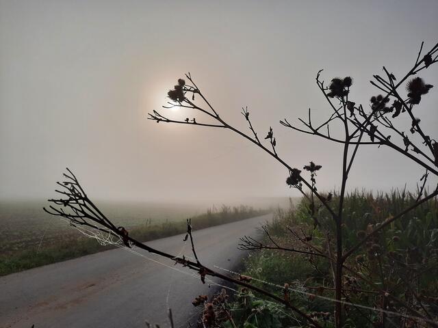 Nebel über den Feldern bei Seckenheim  | Foto: Kristin Hätterich 
