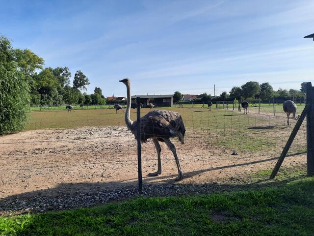 Straußenhenne Straußenfarm Mhou