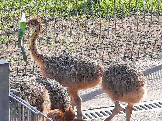 Jungsträuße Straußenfarm Mhou