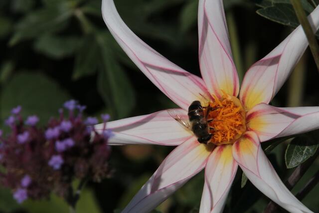 So funktioniert der Fortbestand der Gattung, für das Insekt und die Blume | Foto: Franz Walter Mappes
