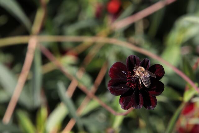 Biene und Schokoladenblume | Foto: Franz Walter Mappes