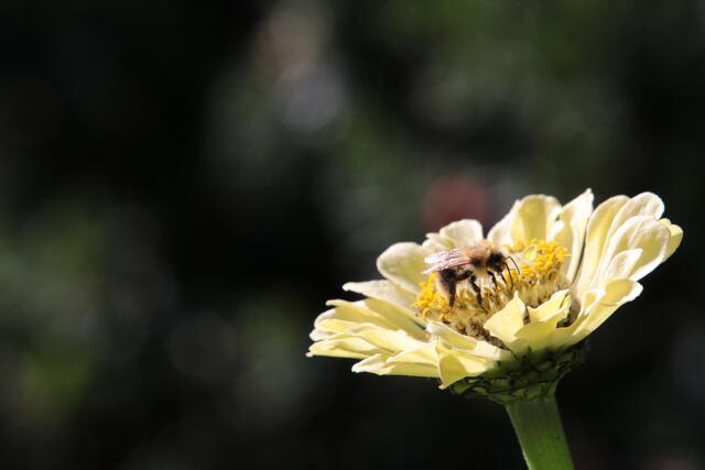 Und noch eine Biene | Foto: Franz Walter Mappes
