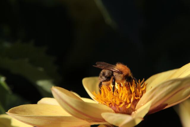 Zum Abschluss noch eine Biene bei der Nahrungsaufnahme | Foto: Franz Walter Mappes