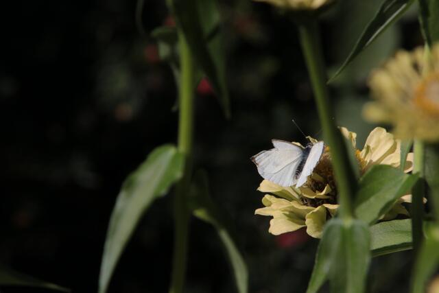 Wieder ein Schmetterling | Foto: Franz Walter Mappes