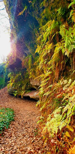 Sehenswerte Vegetation an den Buntsandsteinfelsen des Teufelspfad | Foto: Jens Vollmer