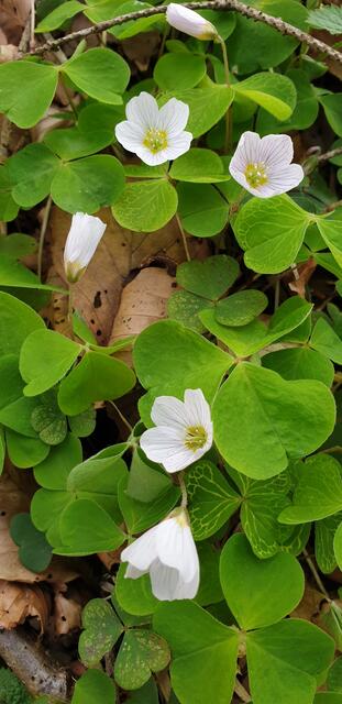 Kleeblüte | Foto: Jens Vollmer