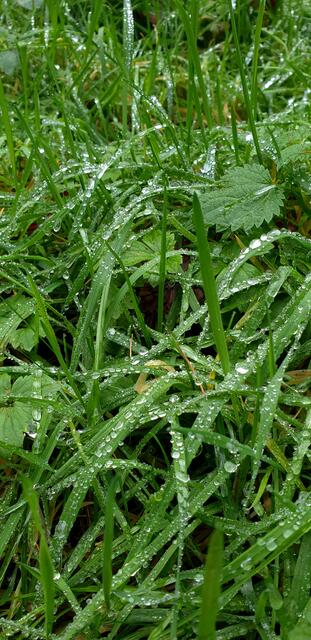 Tau im nassen Gersbachtal | Foto: Jens Vollmer
