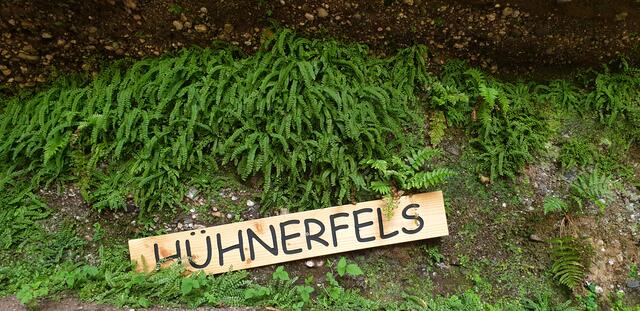Kleine Farne wachsen im Schatten des Hühnerfels auf versteinertem Kiesgrund.  | Foto: Jens Vollmer