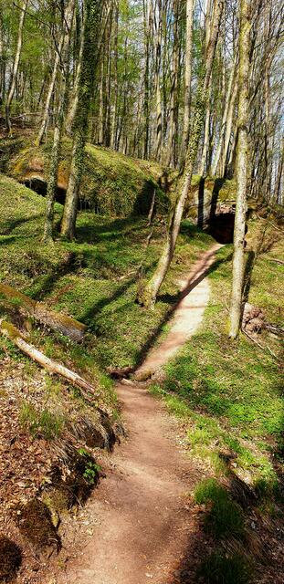 Auf kleinem Pfad schlängelt sich der Weg durch den Pfälzerwald | Foto: Jens Vollmer