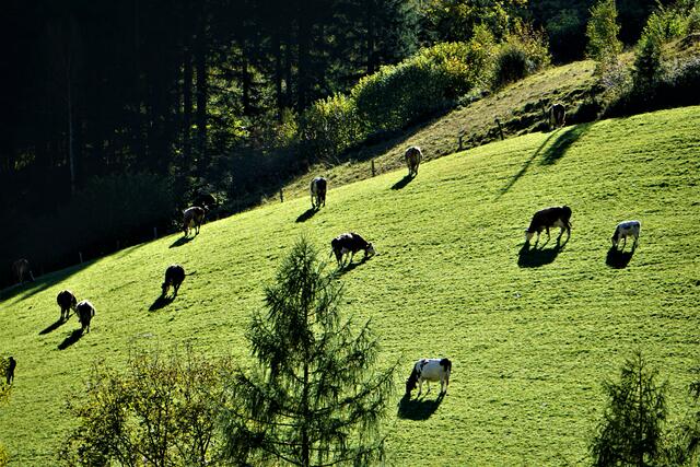 Foto: Markus Pacher
