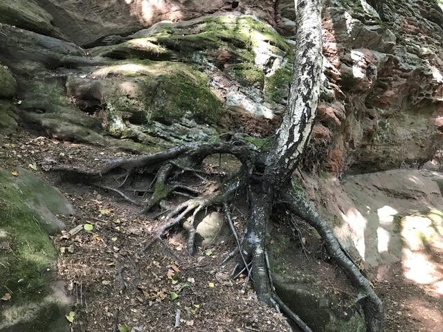 Baumbewuchs am Fels | Foto: B. Bender