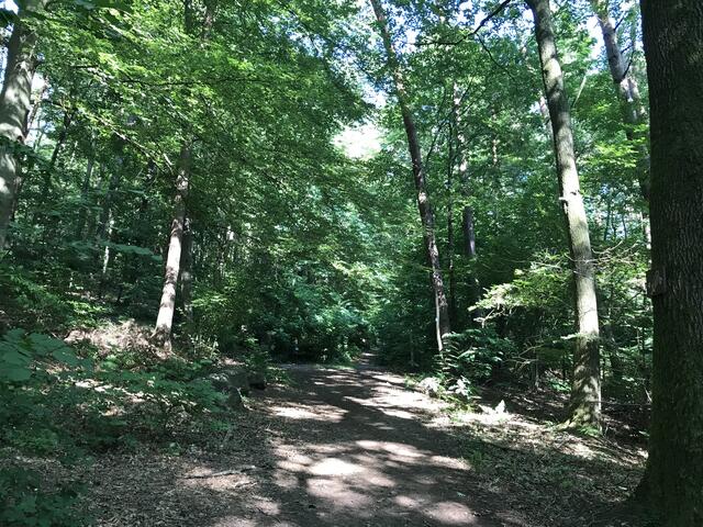 Beschaulicher Waldweg | Foto: B. Bender