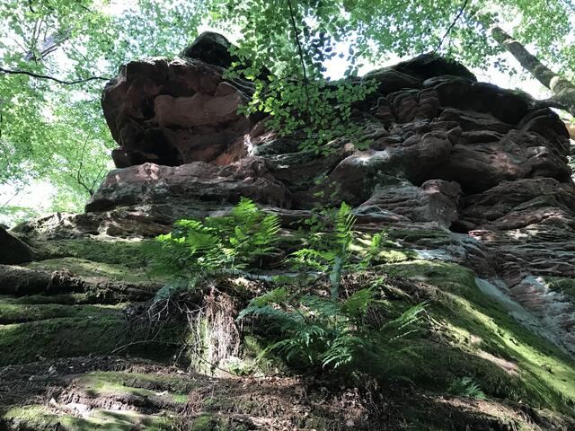 Moose, Farne und Gräser haben sich angesiedelt | Foto: B. Bender