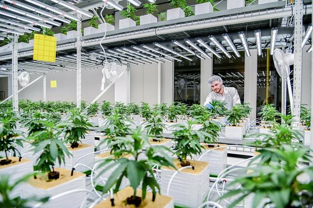 Cannergrow stellt höchste Qualität an erste Stelle, um seine Kunden zufrieden zu stellen