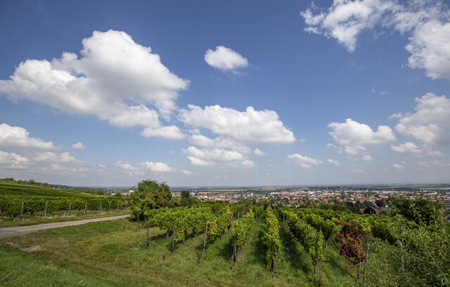 Die wirtschaftlichen Standbeine Grünstadts: der Weinbau, das moderne Gewerbegebiet und die Fußgängerzone mit diversen Aktionstagen | Foto: Jens Vollmer