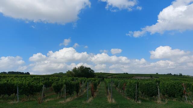 Weinberg bei Grünstadt | Foto: Tim Altschuck