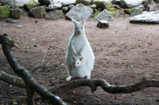 Gerade für die Kaiserslauterer Ausgabe kann es schon mal zu tierischen Terminen kommen. Im Stadtteil Siegelbach befindet sich der Zoo Kaiserslautern. Im Sommer 2020, als das Bennett-Känguru Monja, ein Albino, ein Junges geboren hatte, das ebenfalls Albino-Merkmale in sich trug, kam es also zur tierischen Begegnung. Tim Altschuck konnte über eine Stunde im Gehege sitzen und solche Fotos schießen. Dabei stellte sich zufällig heraus, dass ein anderes Känguru gerade auch erst ein Junges zur Welt gebracht hatte. Traurige Berühmtheit erhielt das Albino-Känguru Monja später, als ihr Junges verschwand und nicht mehr aufgefunden wurde. (https://www.wochenblatt-reporter.de/kaiserslautern/c-lokales/gleich-zwei-kaengurujunge-zur-welt-gekommen_a212185) | Foto: Tim Altschuck