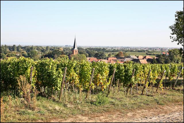 Blick auf Forst