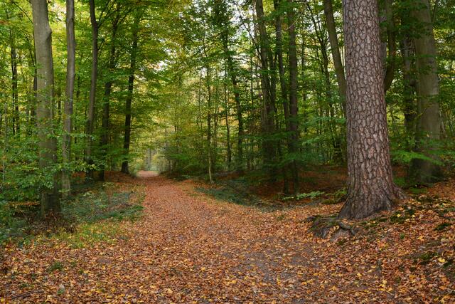 Herbst im Bienwald | Foto: A. Abt