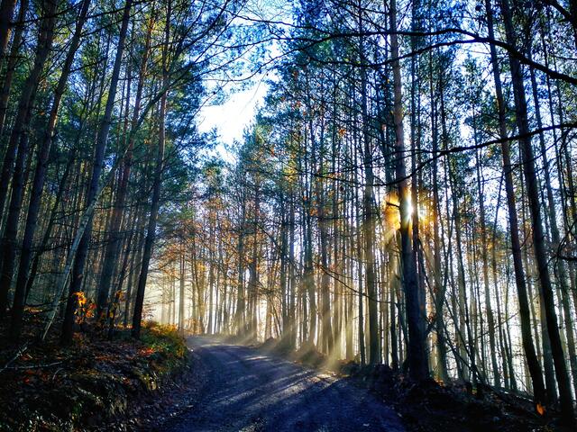 Herbst im Pfälzerwald