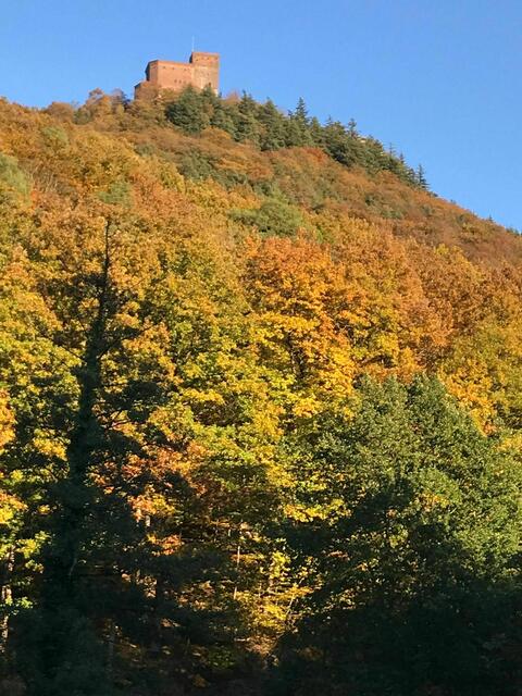 Herrlicher Herbstwald | Foto: Hess Heidi