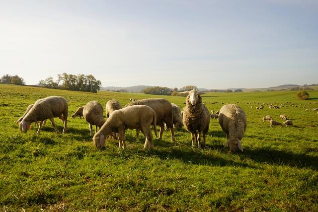 Schafherde im Potzbachertal  | Foto: Stephen Wüstenberg Photographie - Wartenberg-Rohrbach