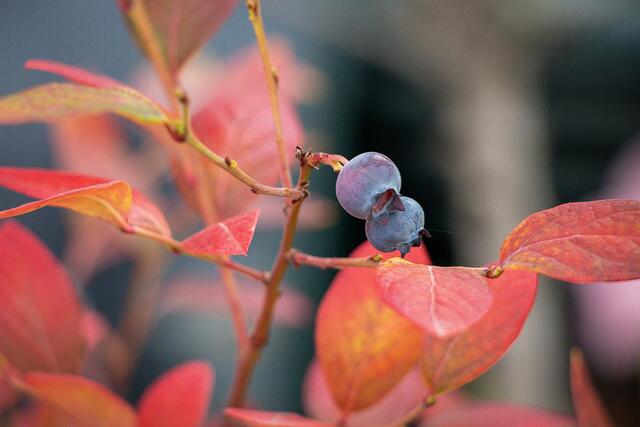 Herbstkleid