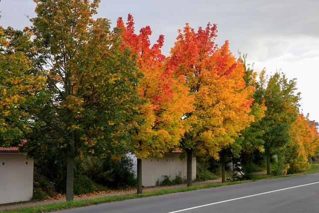 Goldener Oktober