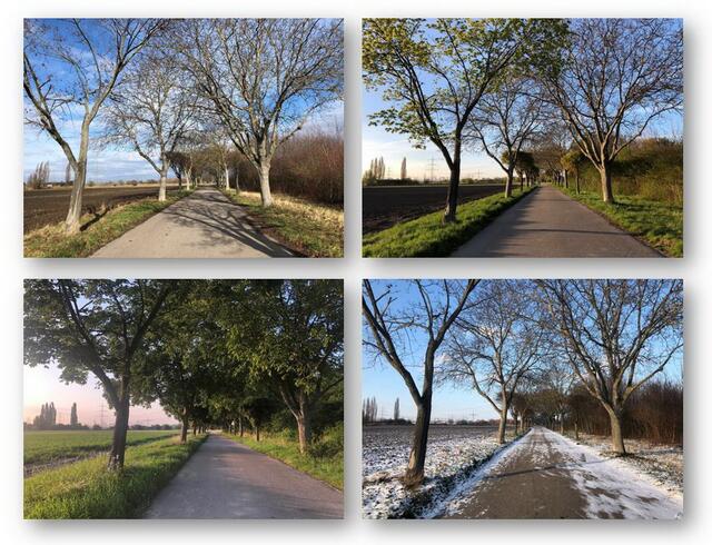Bei unserer Fotoaktion “4 Lambsheimer Jahreszeiten“ sind Sie aufgerufen, zu verschiedenen Zeiten an einer Lieblingsstelle im Bereich von Lambsheim 4 Fotos desselben Motivs mit demselben Bildausschnitt zu schießen. Ziel ist, die Veränderungen das Jahr hindurch sichtbar zu machen. Dabei muss nicht zwingend pro Jahreszeit eine Aufnahme dabei sein. Wichtiger ist die Erkennbarkeit von Unterschieden.

Wir werden Ihre Fotoserie auf unserer Homepage veröffentlichen, wozu wir Ihr Einverständnis voraussetzen. Da wir auch eine Printveröffentlichung planen, bitten wir um qualitativ geeignete Aufnahmen. Handyfotos sind dabei erlaubt, doch muss die Auflösung ausreichend sein. Fotografieren Sie deshalb nicht in WhatsApp. Die Bilder sollten im JPG-Format mit einer Mindestlänge der kurzen Seite von 2480 Pixel und einer Mindestbildauflösung von 300 dpi gespeichert werden. Bitte ändern Sie den Dateinamen der Bilder wie folgt: Vorname_Name_Fototitel, so dass die Fotos einfach zuzuordnen sind. Gerne beraten wir Sie bei Unklarheiten!

Damit Ihnen genügend Gelegenheit zum Fotografieren bleibt, ist der Einsendeschluss der 15. September 2022. Bitte senden Sie Ihre Fotos im Viererpack an: info@lambsheimer-heimatfreunde.de, Betreff: „4 Jahreszeiten | Foto: LHF - Lambsheimer Heimatfreunde Verein für Geschichte und Kultur e.V.