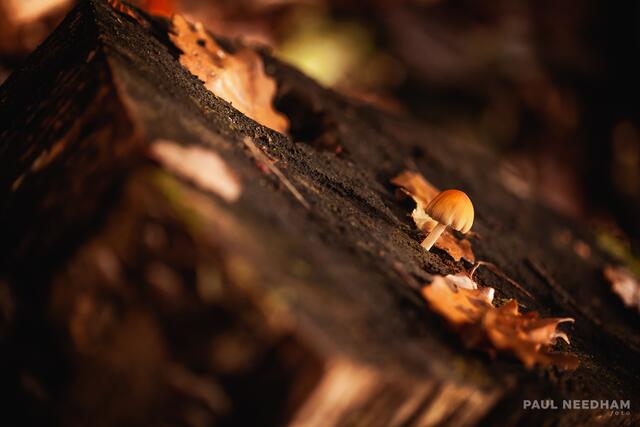 Foto: Paul Needham
