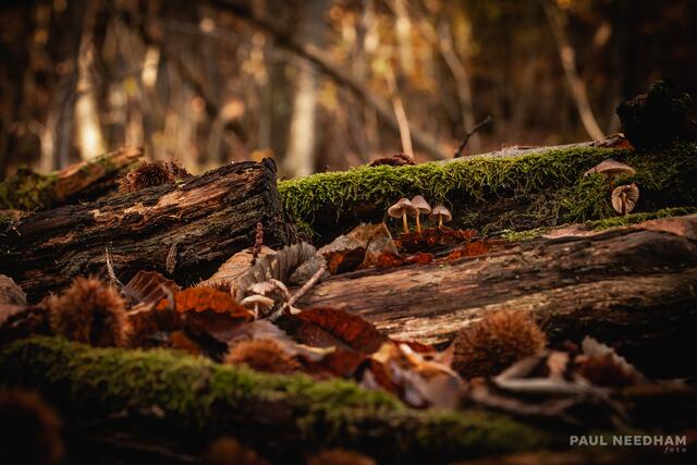 Foto: Paul Needham